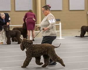 17 - Ballyhoo’s V Finnegan Mcneill BN FDC CA BCAT DS DJ CGCA TKN VHMA JH JHU WD