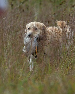 Ghillie