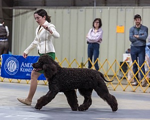 09 - GCH CH POOLE'S IDE RIPTIDE RI DS CGC (Rip)
