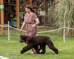 11 - GCH CH BREKKON'S FIRST MARK BN RN CGC TKN