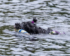 Dottie Notestine