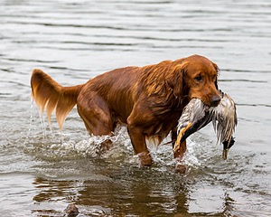 Tracker