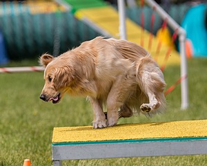 Ollie Erbe