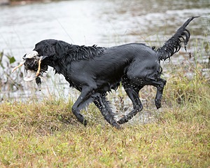 Onyx