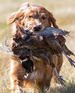 Piper