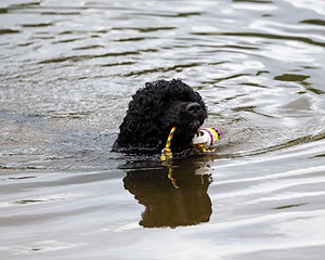 Phelps