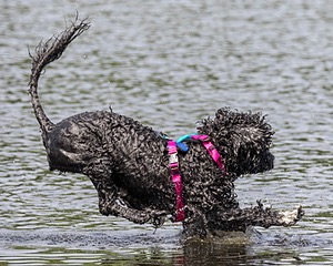 "Mistral" & Tobi-Ann