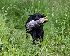 20170603-SHRW-2018.jpg