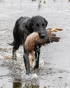 Splash Nettleton-Smilas