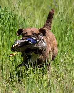 20170604-SEAL-1117.jpg