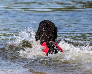 Breeze Holden