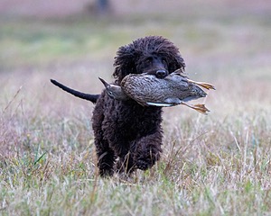 Ghillie Kezer