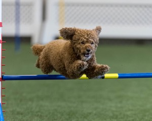 Champ Soccodato