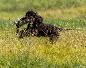 Ghillie Kezer