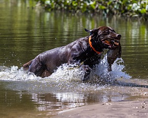 Baker Marsh
