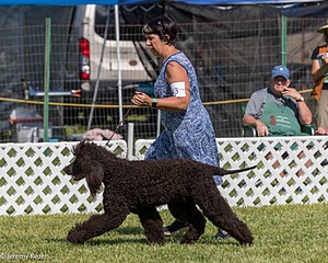 43 - GCH CH Chantico's Shelter From The Storm CD RA MX AXJ MXP2 MJP2 MJPB XF DS (Reef)