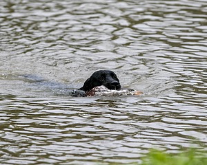 Bradley poat