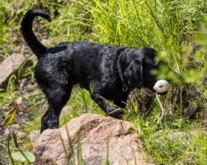 Josie
