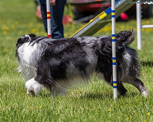 20170520-NEAT-1429.jpg