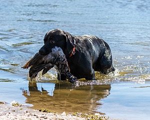 Fenway Tucker