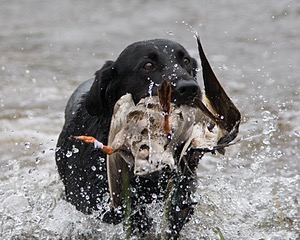 20080531-HRW-0591.jpg