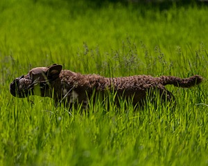 20170604-SEAL-1146.jpg