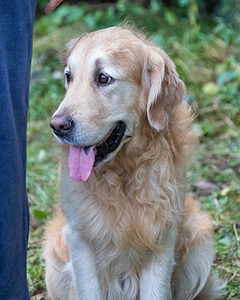 Ghillie Deresienska