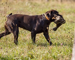 Rimfire's Spoonful of Sugar "Poppy"