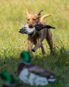 Seamus Firisin