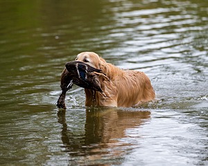 Ghillie