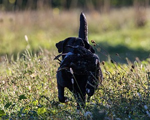 Ranger schuko