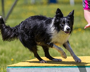 Dahli Kras
