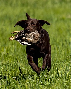 Otter Donlon