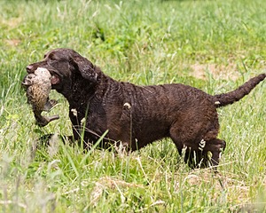 Kuma Zajchowski