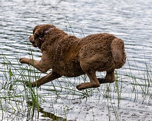 20170603-SHRW-1681.jpg