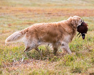 Ghillie