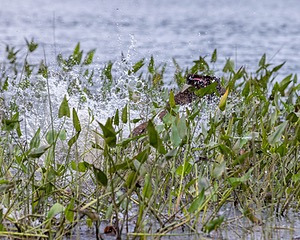 Izzie