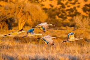 Sandhill Cranes, Bosque del Apache, New Mexico