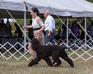 11 - Poole's Ide Dark Knight (Oscar)