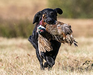 Hunter