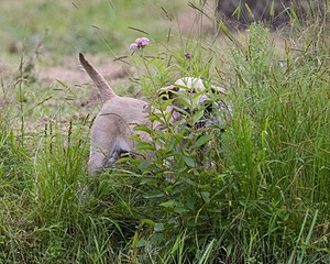 20130713-MHB2-0240.jpg