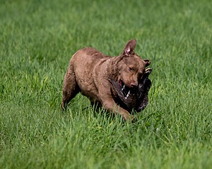 Hunter Law