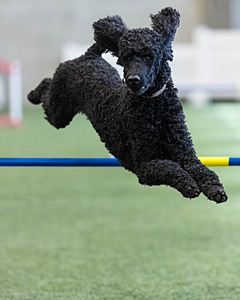 Kai Thorpe