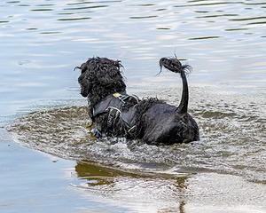 Gillie