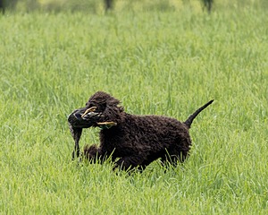 Ghillie Kezer