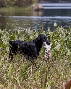 Ziva