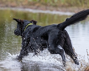 Jake