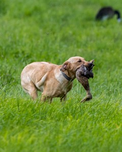 20170603-SHRL-1070.jpg