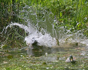 20130810-JHW-0317.jpg