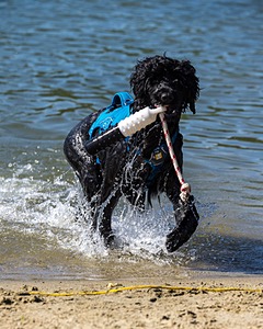 Boaty Belicose